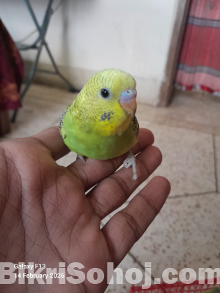 budgie/বাজিগার/বাজ্রিগার/বাজিগর per piece